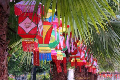 8xm Fengjinghu Lanterns_2-15_59j8
